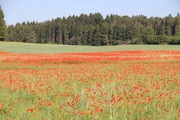 Mohnfeld im Sommer