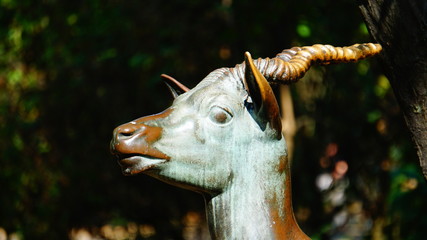 ziegenkopf