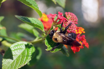 Macro Bumble bee on orange and red Lantana on sunny day