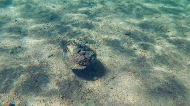 Slow motion, Reef Stonefish (Synanceia verrucosa) slowly swims over pebble bottom. High-angle shot, Diagonal movement, Follow shot. Red Sea, Egypt