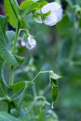 Young flowering plant of the pea.