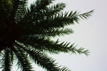 Obraz premium palm tree leaves