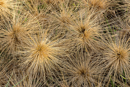 Close up dry Spinifex littoreus grass on the beach.