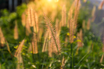 Obraz premium The flower grass on blur background with sunlight