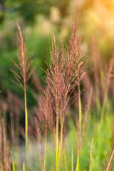 The flower grass on blur background with sunlight