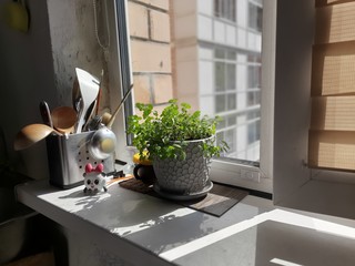 Mint in a pot in the kitchen on the windowsill