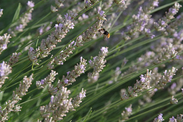 Brin de lavande avec bourdon