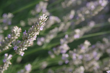 Brins de lavande dans le vent