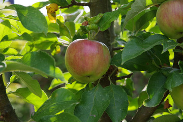 Pomme sur pommier