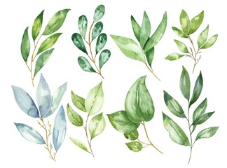 Hand drawn watercolor leaves and branches isolated on white background. Watercolour botanical illustration.