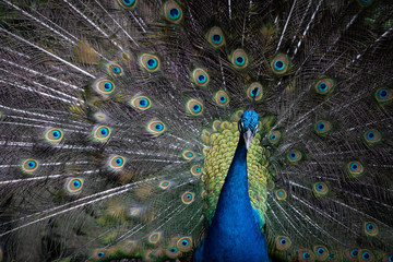 Peacock posing and looking in Barbados