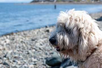 White dog looking out at the ocean on a beach in Campbell River, Vancouver Island, British Columbia, Canada