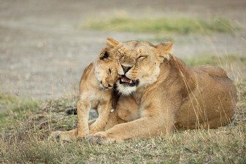 Naklejka na ściany i meble Mother and baby lion showing love and affection in Ndutu Tanzania