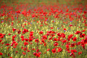 Wildblumen - Mohn in der Natur