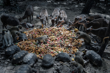 Animals having meal together