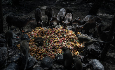 Animals having meal together