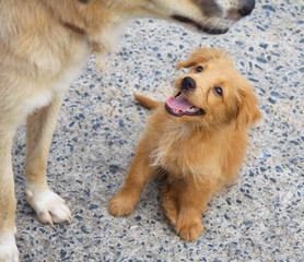 Little dog with mummy. Cute young puppy watching at his mum. Wallpaper, backdrop and postcard.