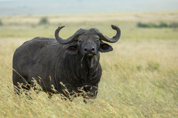 Adult cape buffalo eating grass in Masai Mara Kenya