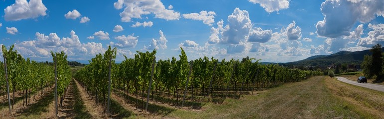 Fototapeta na wymiar Paysage viticole sur la route des vins à Cleebourg Alsace