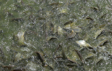 The fish are eating food in the pond,Feeding of Tilapia