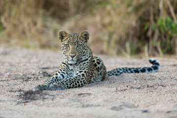 Adult leopard with beautiful green eyes lying down in sandy riverbed in Kruger South Africa