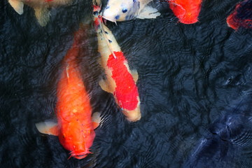池の色鮮やかな鯉たち