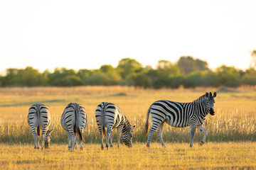 Three zebra's bottoms standing in line grazing in sunset light in Moremi Botswana