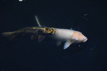 池の色鮮やかな鯉たち