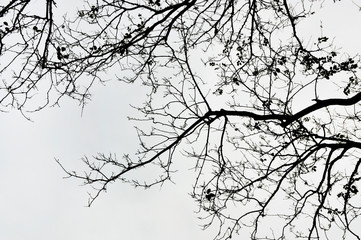 Tree branches silhouette on white background