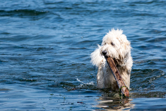 White dog fetching stick in water