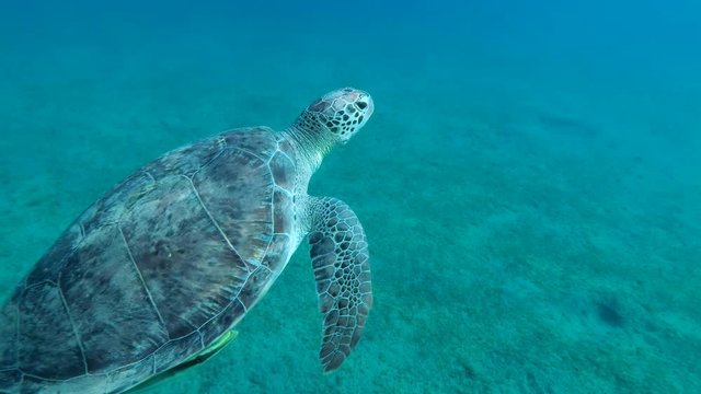 Sea turtle with two Remorafish on shell slowly swims up in blue water, takes a breath and dives to the bottom. Green Sea Turtle (Chelonia mydas) and Remora fish (Echeneis naucrates), Red Sea, Egypt