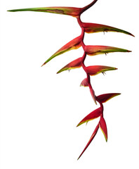 Heliconia bihai flower, Tropical flowers isolated on white background, with clipping path