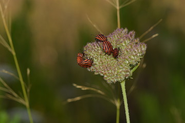 INSECTOS SOBRE UNA FLOR