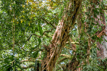 Fototapeta premium Tropical forest along the Papaturro River, Nicaragua