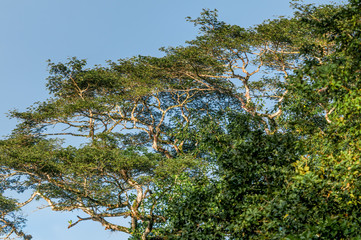 Tropical forest along the Papaturro River, Nicaragua