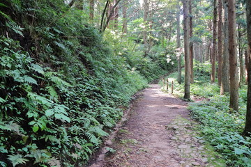 たくさんの植物が自生する山道