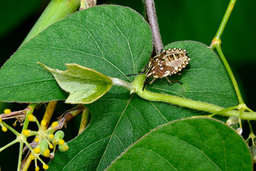 INSECTO 