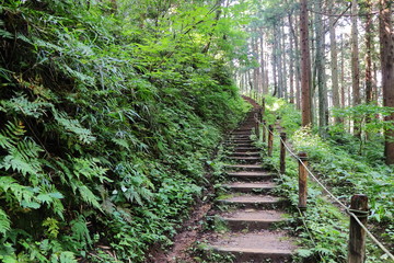 たくさんの植物が自生する山道の階段