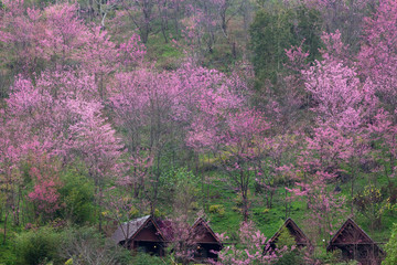 Pink Cerasoides garden pattren background.