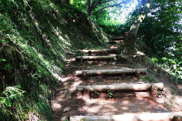 たくさんの植物が自生する山道の階段