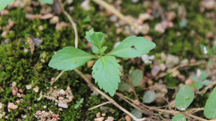 clover on the ground