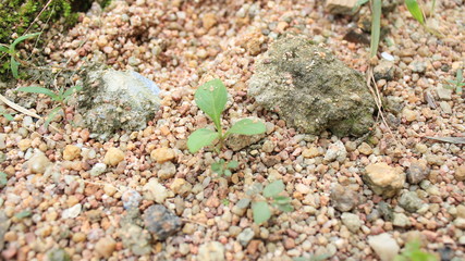 ants on the grass