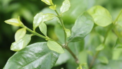 green leaves in the rain