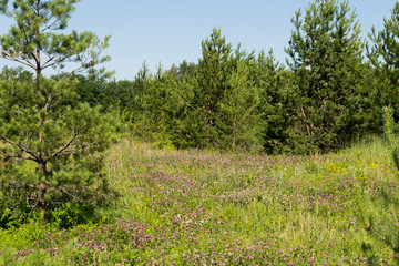 Landscape images of nature near the village of Cheremukhovo, Samara region