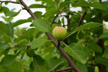 Fruits of wild forest apples in late autumn