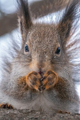 Portrait of a squirrel with nut in winter or autumn.