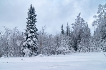 winter forest in the snow