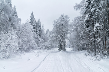 Obraz premium winter forest in the snow
