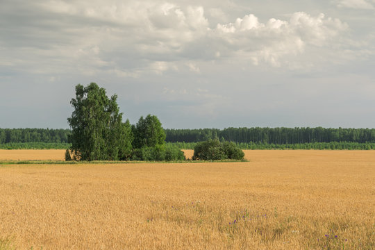 Landscape images of fields with ripening wheat