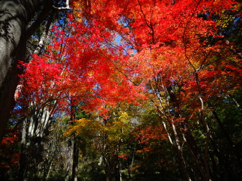 嵐山渓谷 Photos Royalty Free Images Graphics Vectors Videos Adobe Stock